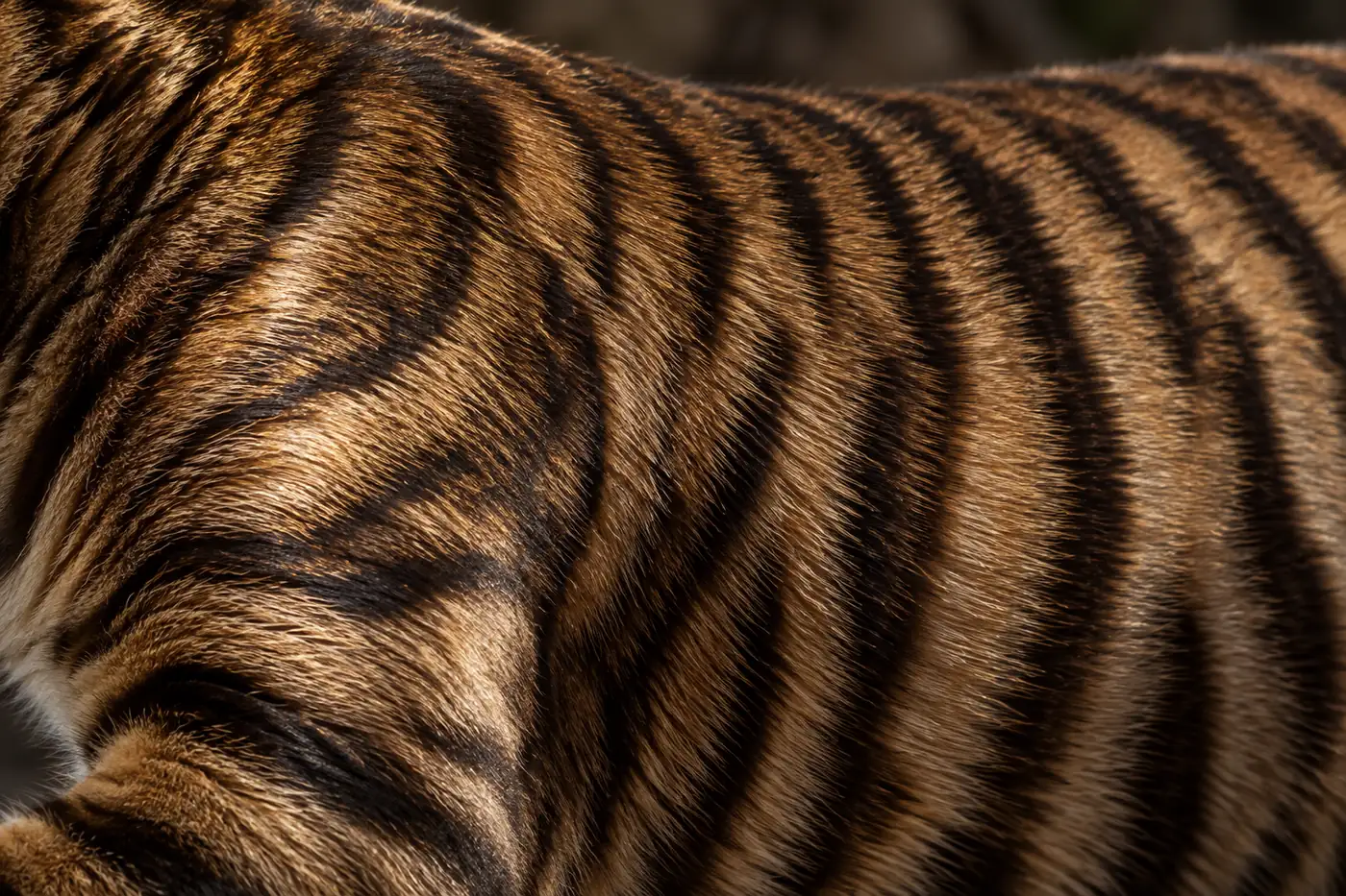 Close raking-light view of a Toyger's shoulder coat showing plush short hair, a gold sheen and sharply edged dark markings