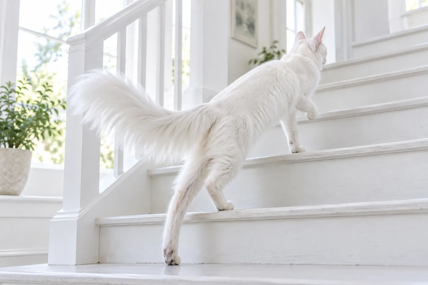 A white long-bodied cat mid-stride climbing pale painted wooden stairs with its plumed tail trailing