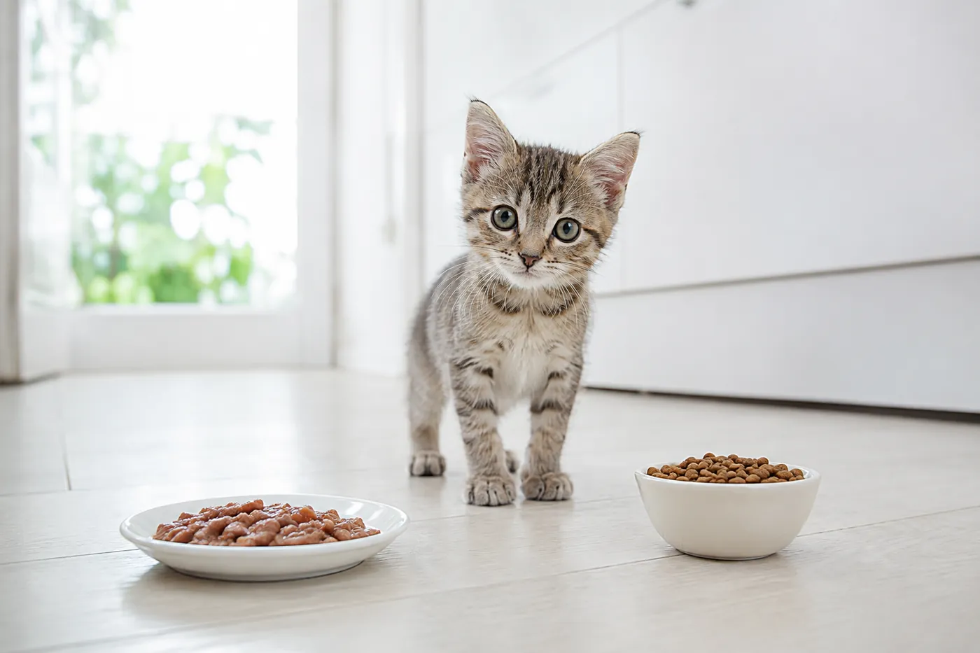 A kitten offered a plate of wet food and a bowl of kibble together