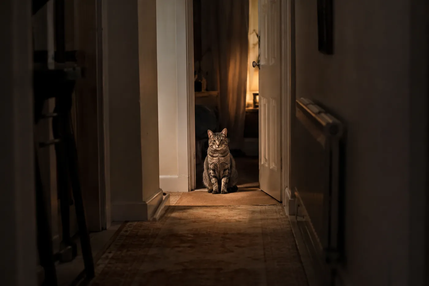 A cat sitting square in a doorway at the end of a narrow corridor