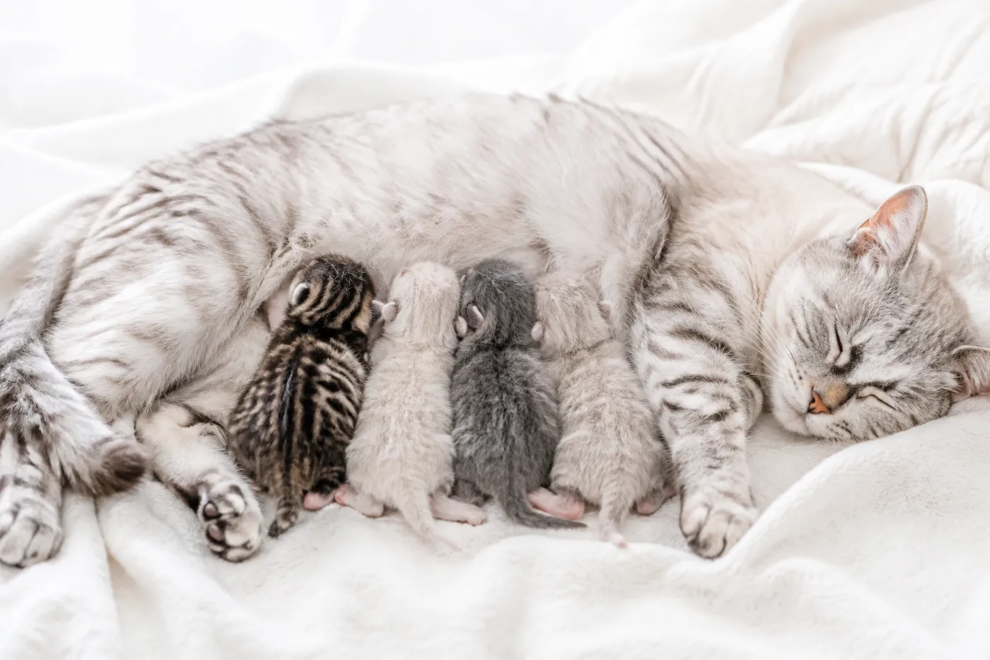 A litter of very young kittens nursing against their mother