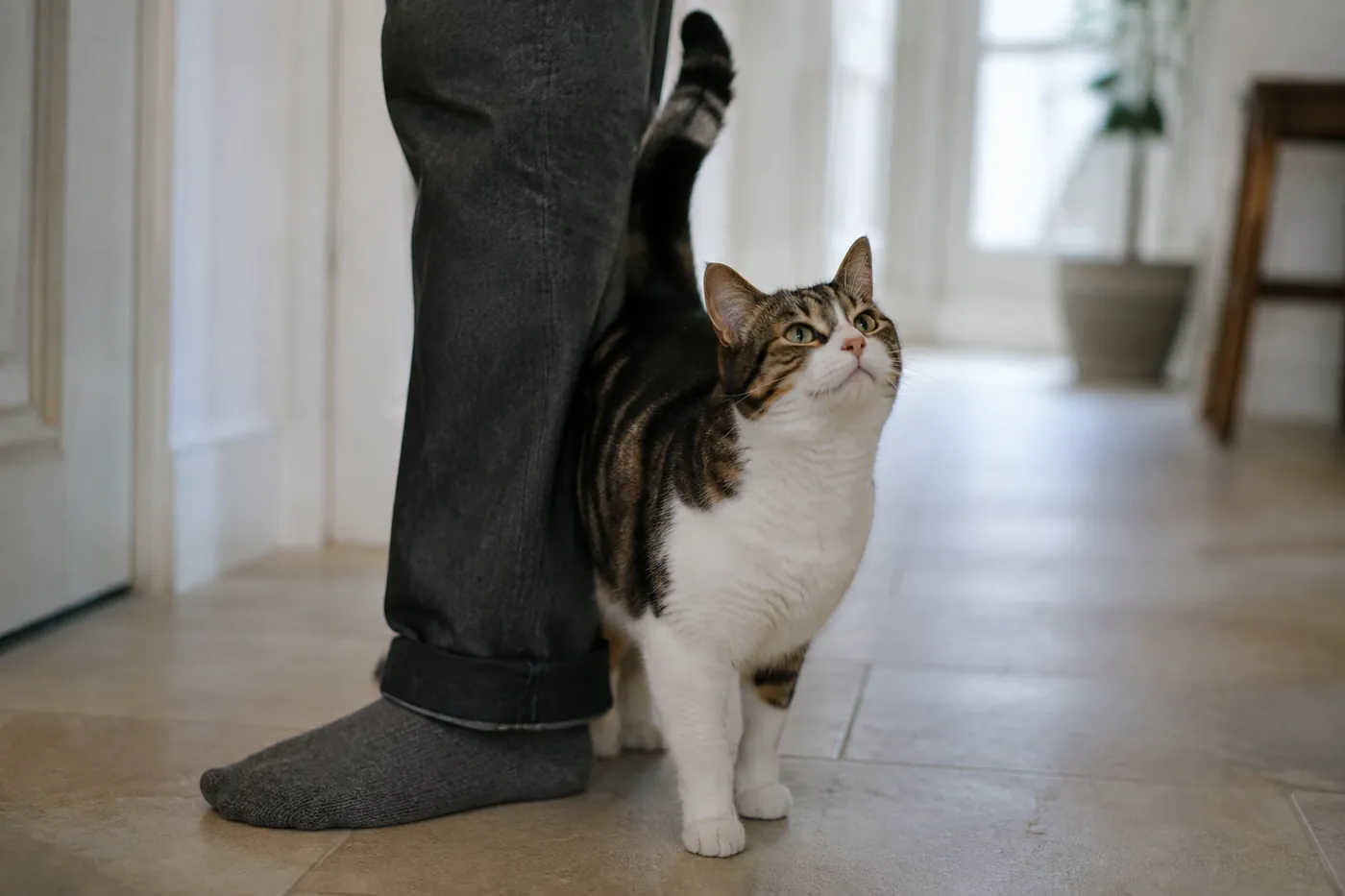 A cat running its flank and tail along a person's shin