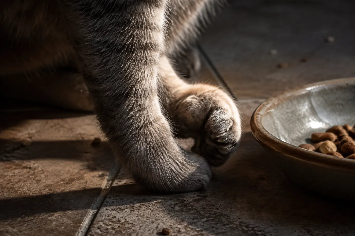 A cat's front paw curled inward mid-sweep beside a food bowl