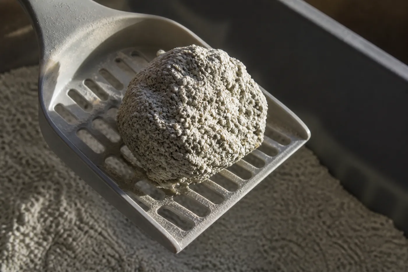 A large clumped mass of used litter lifted on a scoop